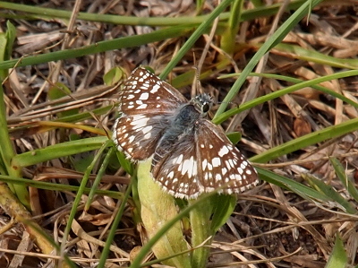 [The butterfly stands on some green grass strands which contrasts significantly with the brown edging of the wings. The many light spots are very visible as are the back segements of the body which appear to have white rings separating them.]